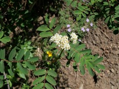 Sorbus sitchensis