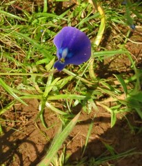Utricularia graminifolia