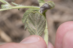 Heliotropium supinum