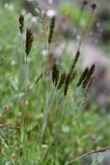 Trisetum spicatum