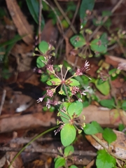 Pomax umbellata