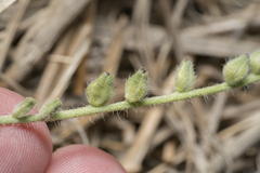 Heliotropium supinum