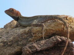 Diporiphora jugularis