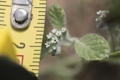 Heliotropium supinum