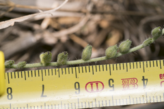 Heliotropium supinum