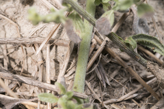 Heliotropium supinum