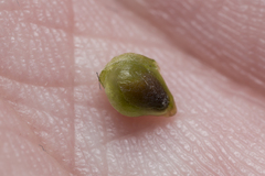 Heliotropium supinum