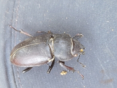 Lucanus cervus turcicus