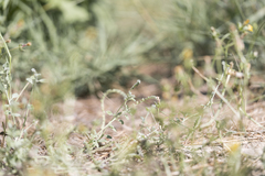 Heliotropium supinum