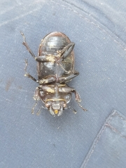 Lucanus cervus turcicus