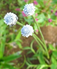 Eriocaulon tuberiferum