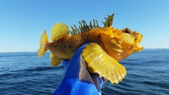 Hemitripterus americanus