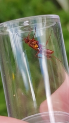 Sphictostethus nitidus