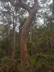 Angophora costata