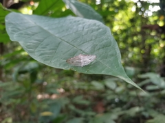 Thyrididae