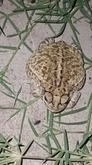 Incilius mazatlanensis