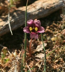 Diascia capensis
