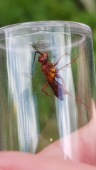 Sphictostethus nitidus