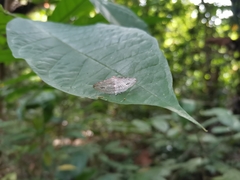 Thyrididae