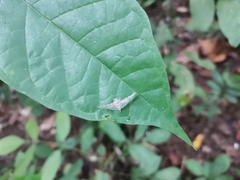 Thyrididae