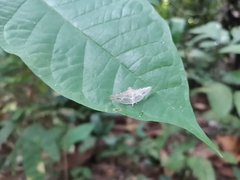 Thyrididae