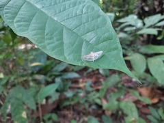 Thyrididae
