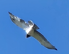 Circaetus pectoralis