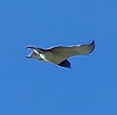 Circaetus pectoralis