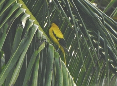 Oriolus xanthornus