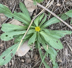 Pallenis spinosa