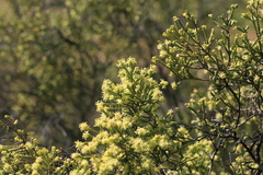 Passerina