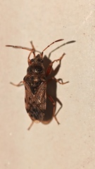Rhyparochromidae