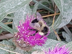 Bombus vagans bolsteri