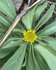 Pallenis spinosa