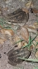 Incilius mazatlanensis