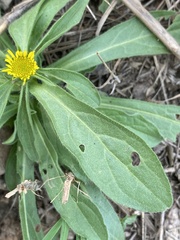 Pallenis spinosa