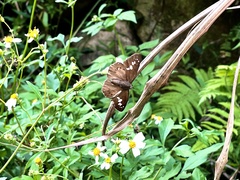 Seseria formosana