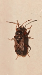 Rhyparochromidae