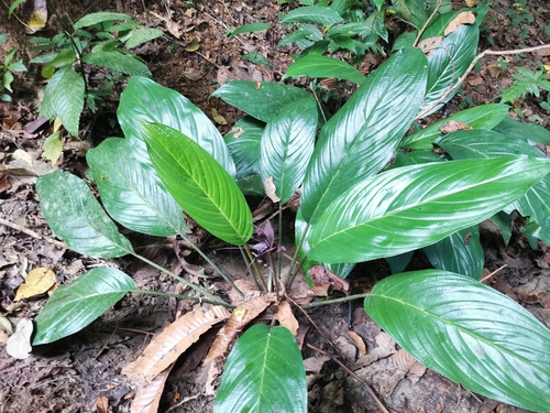 Tacca chantrieri