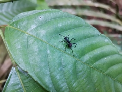 Polyrhachis armata
