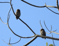 Glaucidium radiatum