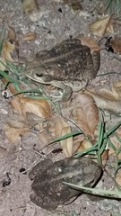 Incilius mazatlanensis