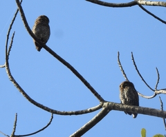 Glaucidium radiatum