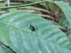 Polyrhachis armata