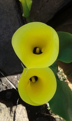 Zantedeschia pentlandii
