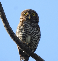 Glaucidium radiatum