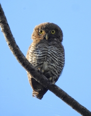 Glaucidium radiatum