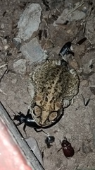 Incilius mazatlanensis