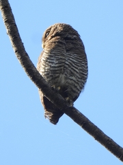 Glaucidium radiatum