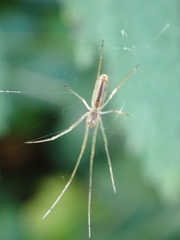 Tetragnatha